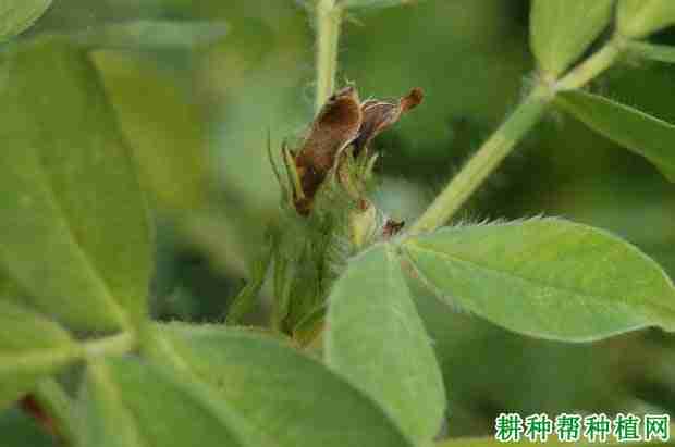 种植花生如何防治花生芽枯病毒病害(花生芽防霉,防烂种的最好方法)